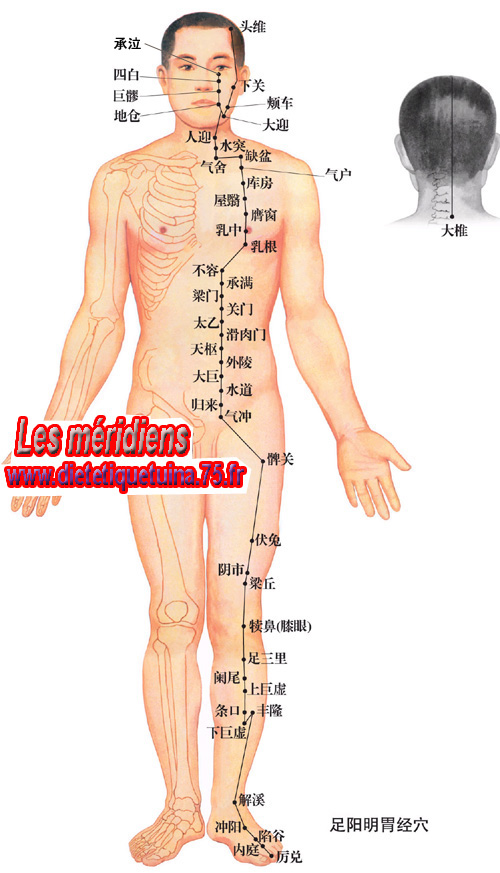 Méridien principal de l'estomac Méridien principal de l'estomac sans ses branches