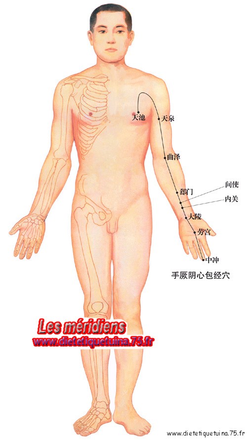 Photo du méridien du péricarde sans ses branches.