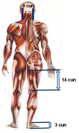 Corps de dos pour Cun