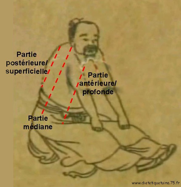 Les différentes parties (profondeur) où circule l'énergie qi Où passe l'énergie yang et yin dans les méridiens chinois