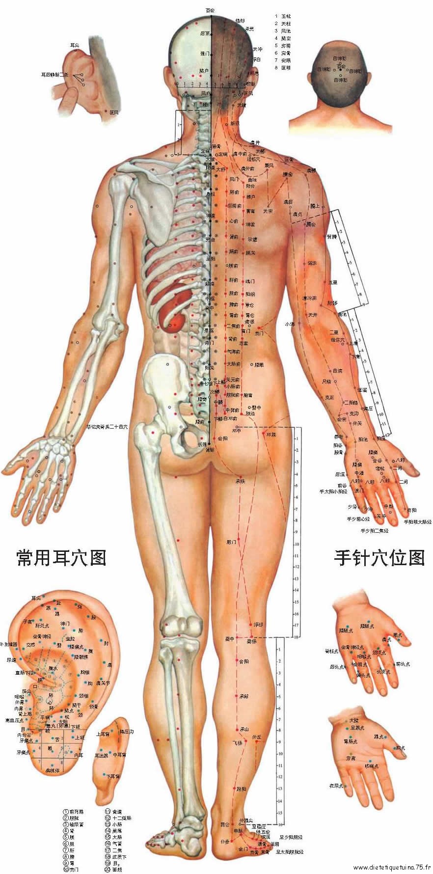 Médecine chinoise-Image de tous les méridiens de dos Méridiens et mesures en Cun, corps de dos