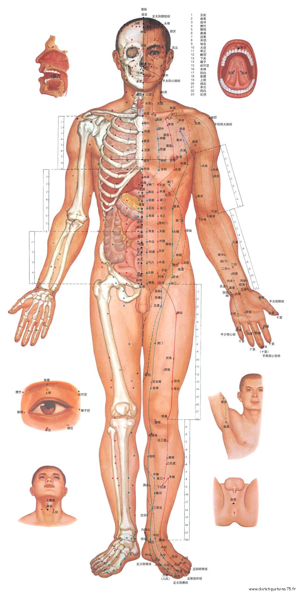 Médecine chinoise - image de tous les méridiens principaux de face Méridiens et mesures en Cun, corps de face