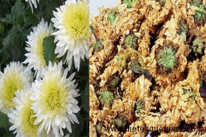 fleurs de chrysanthème en médecine chinoise