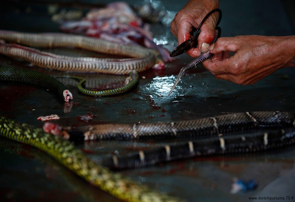 Préparation des serpents Comment manger un serpent