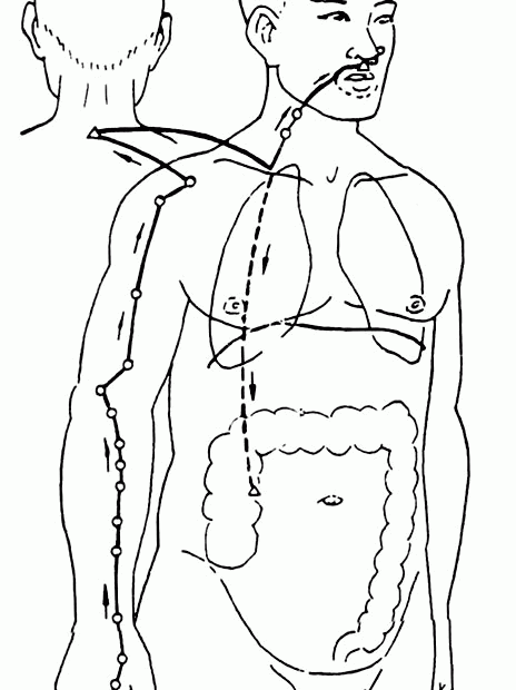 Circulation du Qi dans le méridien du gros intestin
