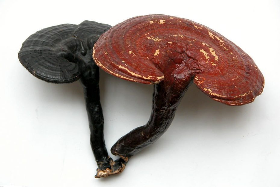 Champignon Ling Zhi utilisé en médecine chinoise