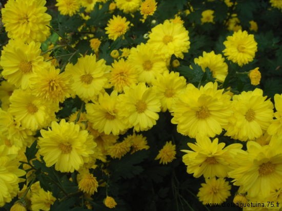 Fleurs de chrysanthèmes jaunes Ju Hua jaunes