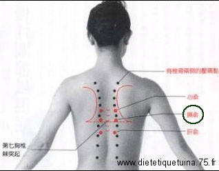 17ème point du méridien de la vessie Point Ge Shu du méridien de la vessie