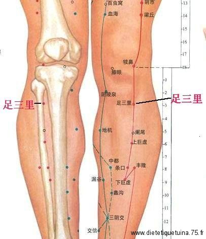 Détail du point d'acupuncture 36E Vue en détail du point Su Zan Li du méridien de l 'estomac