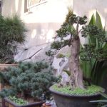 Bonsai