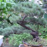 Bonzai