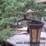 Bonsai