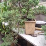 Bonsai