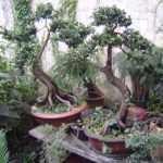 Bonzai