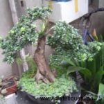 Bonsai