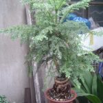 Bonsai