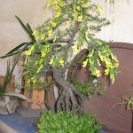 Bonsai