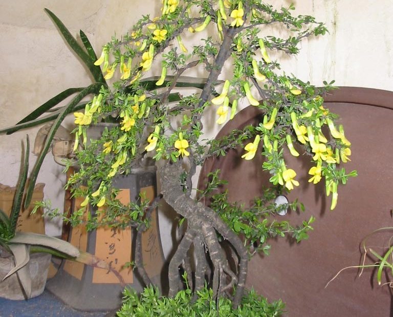 Bonsai