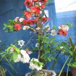 Le pecher en tant que bonsai