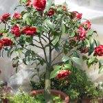 Bonsai