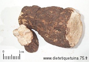 Champignon Fu Ling Fu Ling de la pharmacopée chinoise