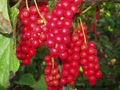 le fruit chinois wu wei zi