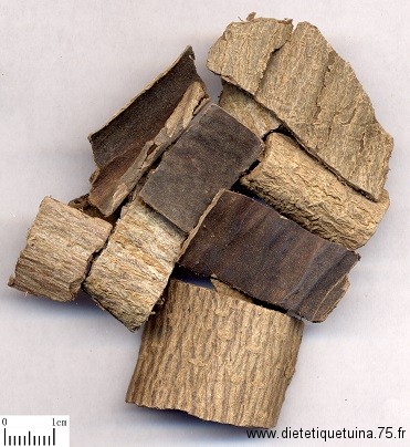 Ecorces d'eucommia en morceaux pour décoction Du Zhong en morceaux
