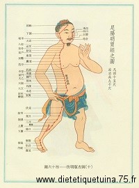 Méridien de l'estomac