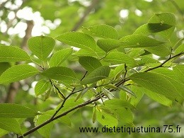 Feuilles d'eucommia Feuilles d'arbre eucommia