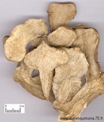 Rhizome d'atractyle (Bai Zhu) Bai Zhu en médecine chinoise