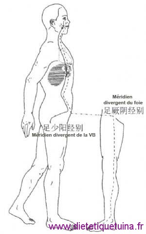 Méridien divergent de la vésicule biliaire et du foie Méridien divergent de la VB et du foie