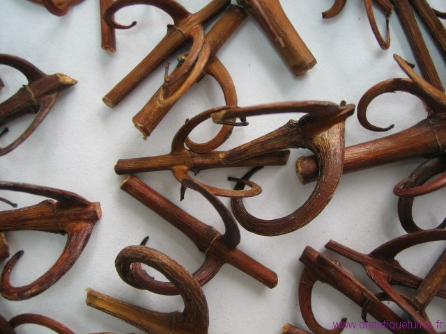 L'herbe Gou Teng - pharmacopée chinoise Gou Teng