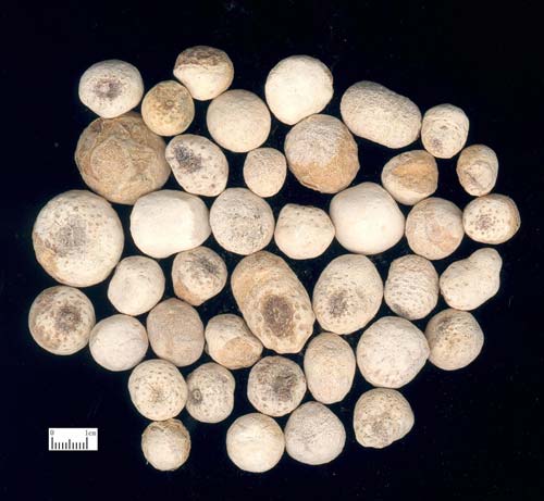 Ban Xia : rhizome de Pinellia Ternata Herbe Ban Xia