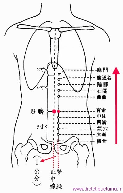 16ème point du méridien des reins (16R) Point Huang Shu (16R)