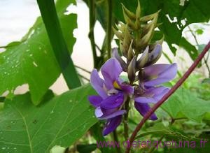 La fleur de kuzu La fleur de la plante kuzu