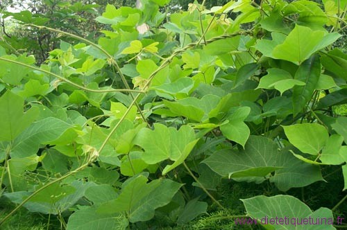 La plante kuzu de plus près Kuzu la plante entière