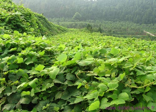 Plante kuzu La plante kuzu à l'état sauvage