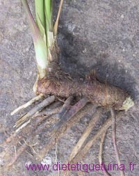 Rhizome anemarrhena Photo du Rhizome anemarrhena