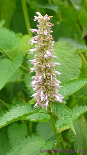 Hysope géante