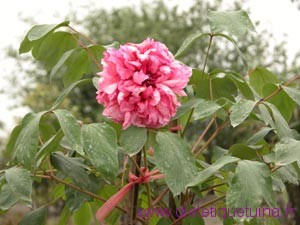 Fleur de pivoine