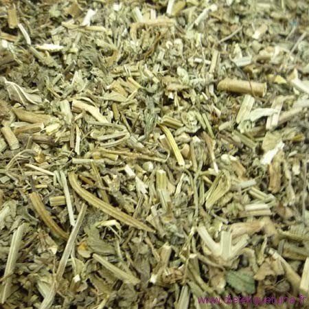 Verveine officinale de la pharmacopée chinoise