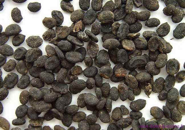 Bu Gu Zhi