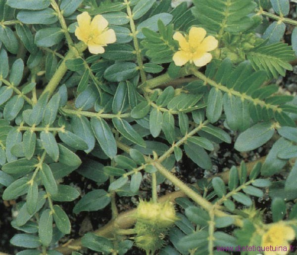 Tremule terrestre en floraison