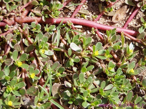 Pourpier avec tiges rouges Variété de pourpier avec tiges rouges