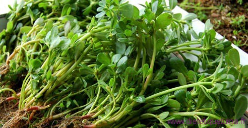 Variété de pourpier avec tiges vertes