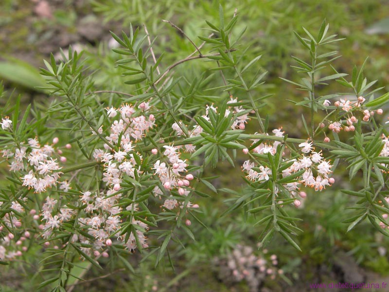 Plante Asparagi Cochinchinenses (Tian Men Dong) Plante Tian Men Dong