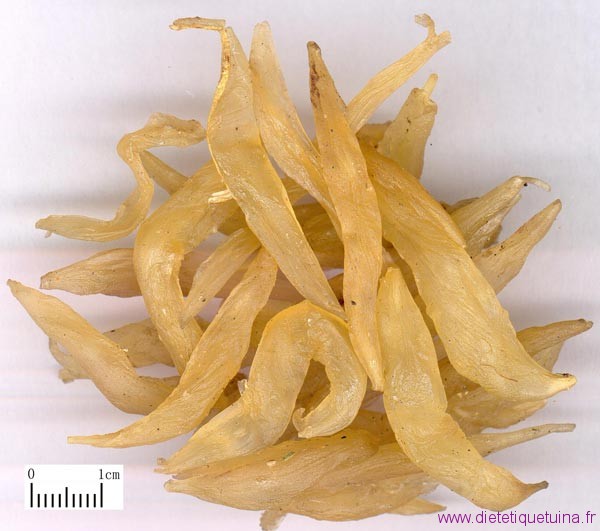 Rhizome de l'alisma orientale