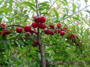 Cerises du Japon