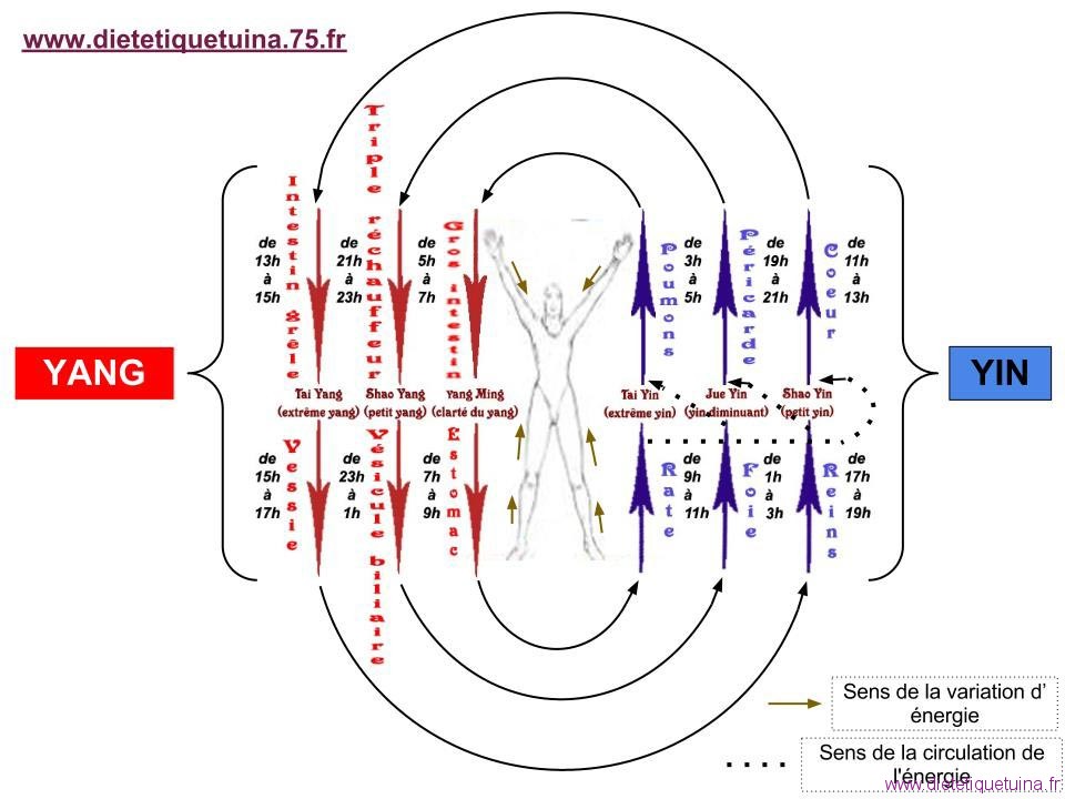 Connexion des méridiens et sens de circulation de l'énergie Liaisons des méridiens et passage de l'énergie