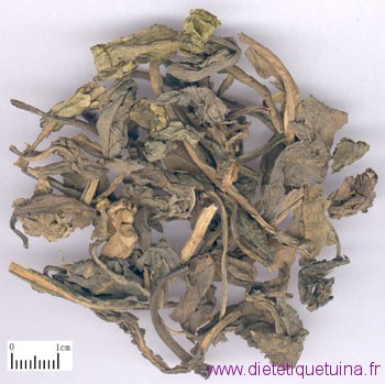 Feuilles Da Qing Ye séches